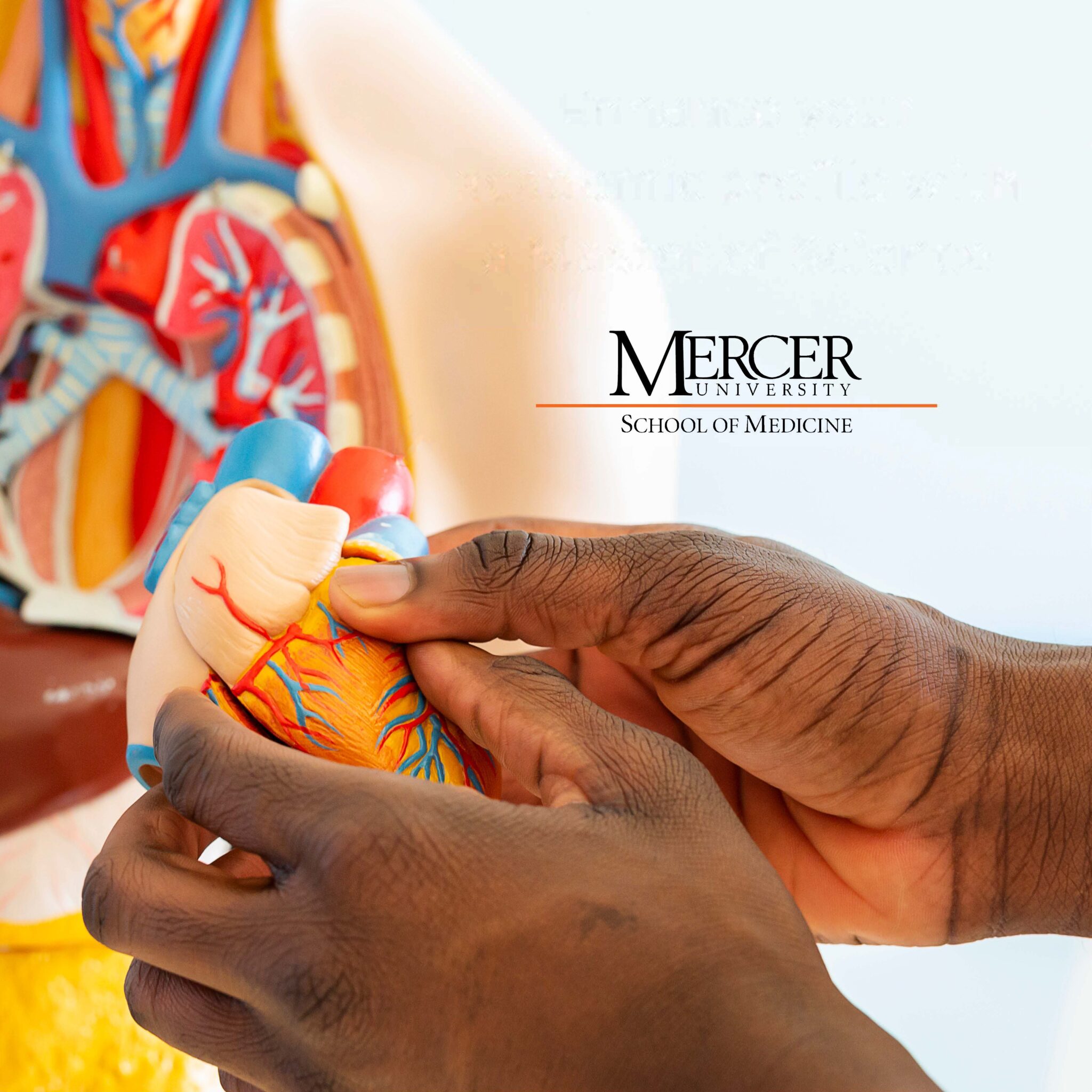 A person's hands are holding a model of a human heart in front of a larger, partially visible anatomical model displaying various internal organs. The visible text reads, "Mercer University School of Medicine." The background is light-colored, highlighting the detailed, colorful aspects of the models.