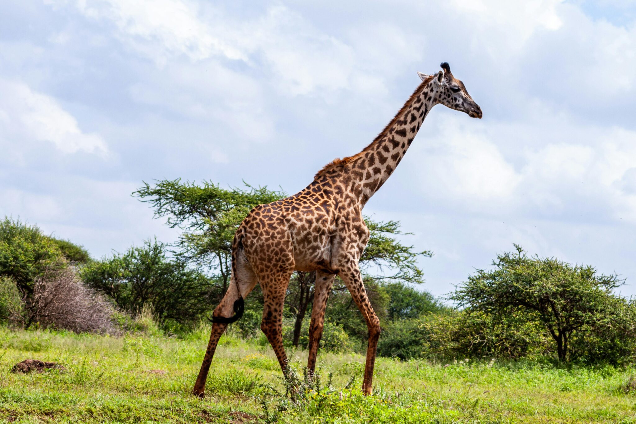 Giraffe standing on grassy field in Kenya.