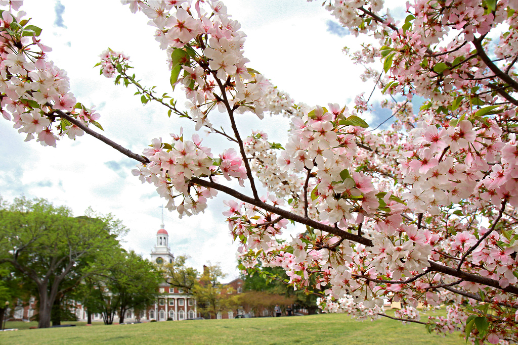 Pink cherry blossoms frame a view of Mercer University's School of Law.